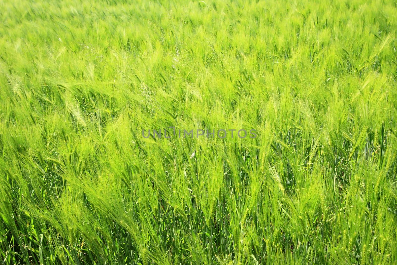 Barley (Hordeum vulgare) in a green,still unripe state in a field in Saxony,Germany