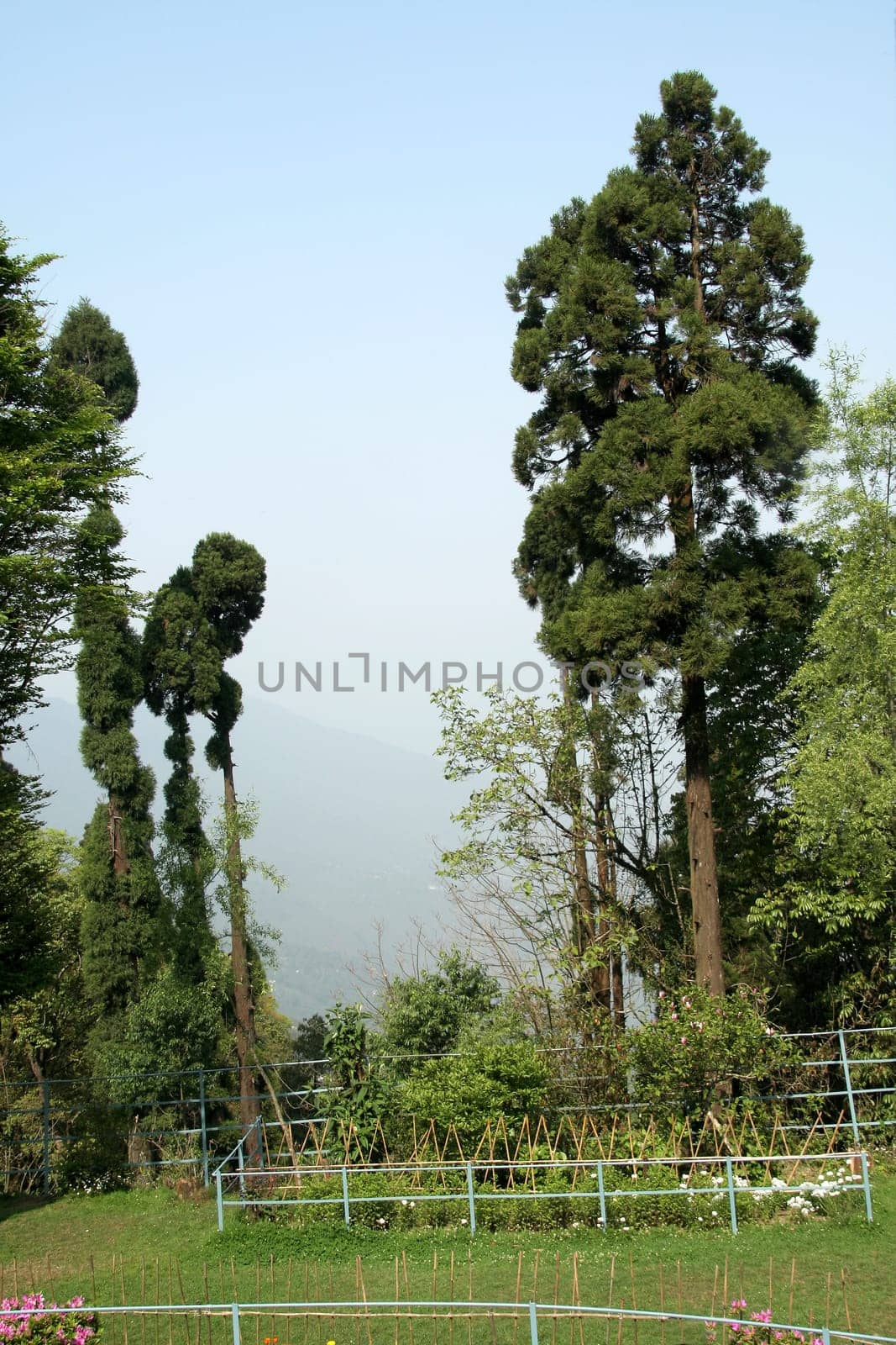 Dark green, tall tree stand like guard on mountain edge