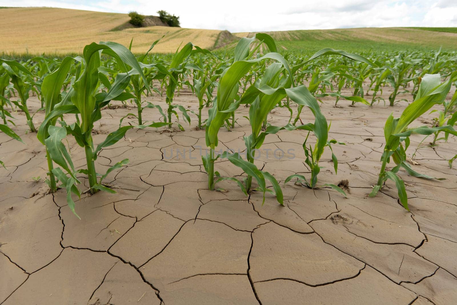 Corn plant on cracked earth,young shoot on agricultural field