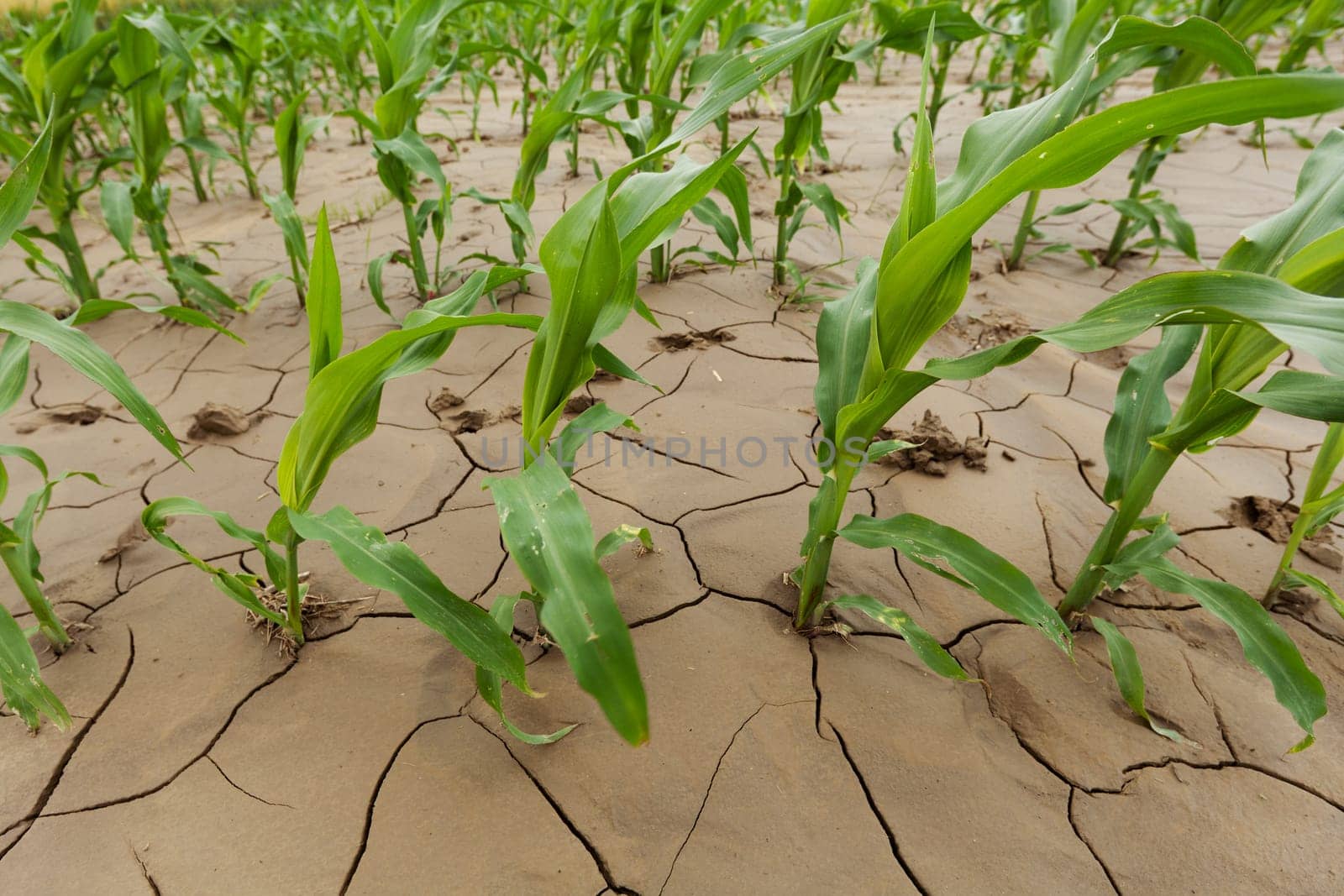Corn plant on cracked earth,young shoot on agricultural field