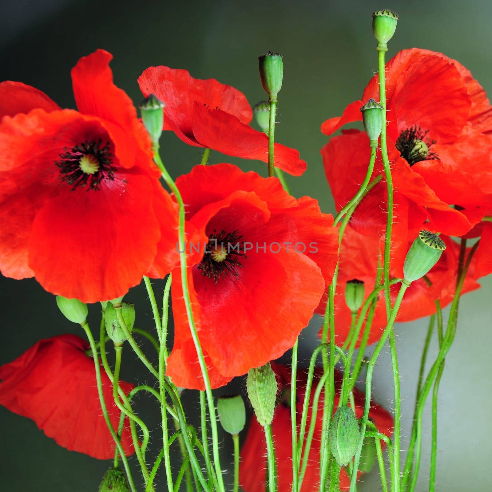 Corn poppy