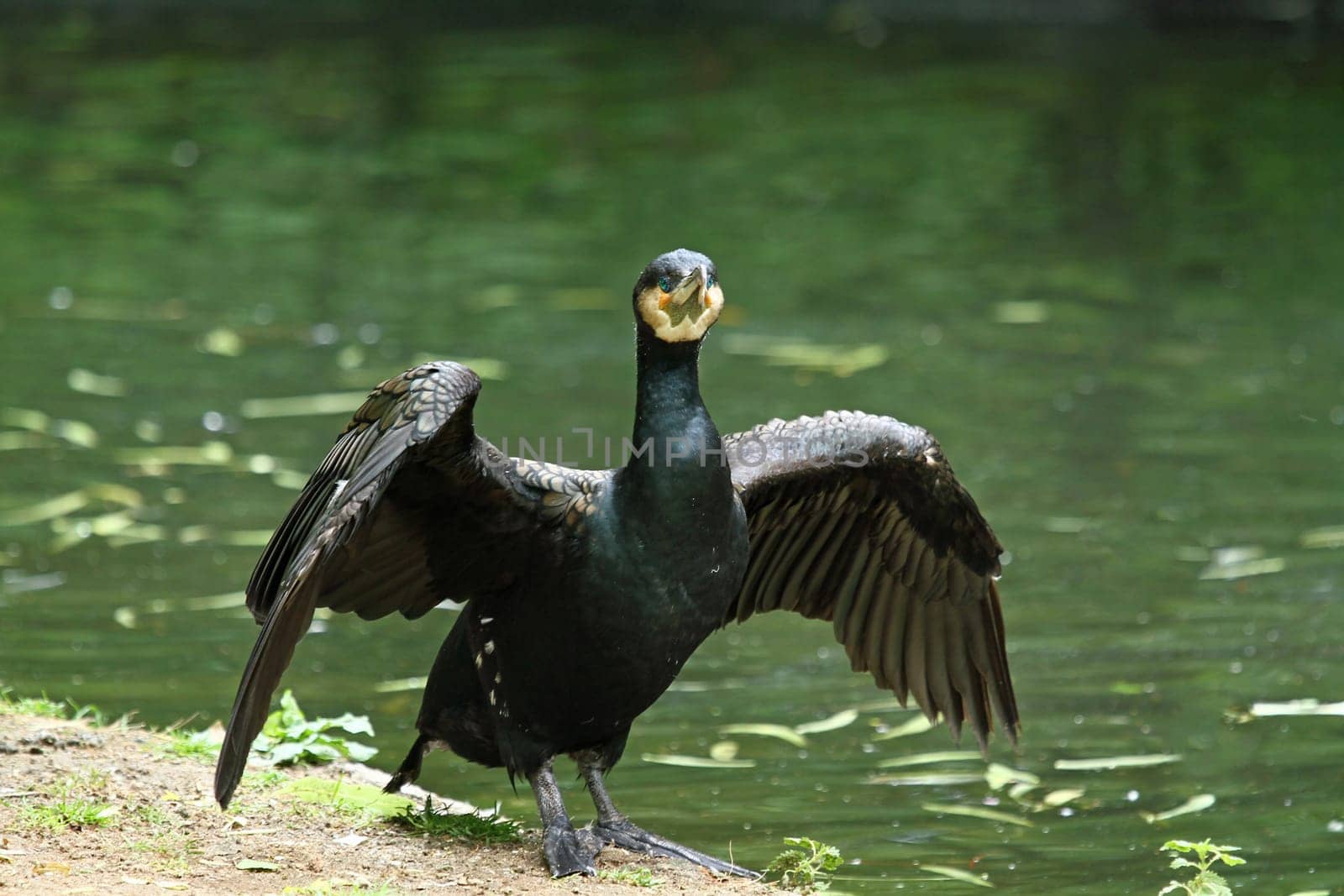 Cormorant
