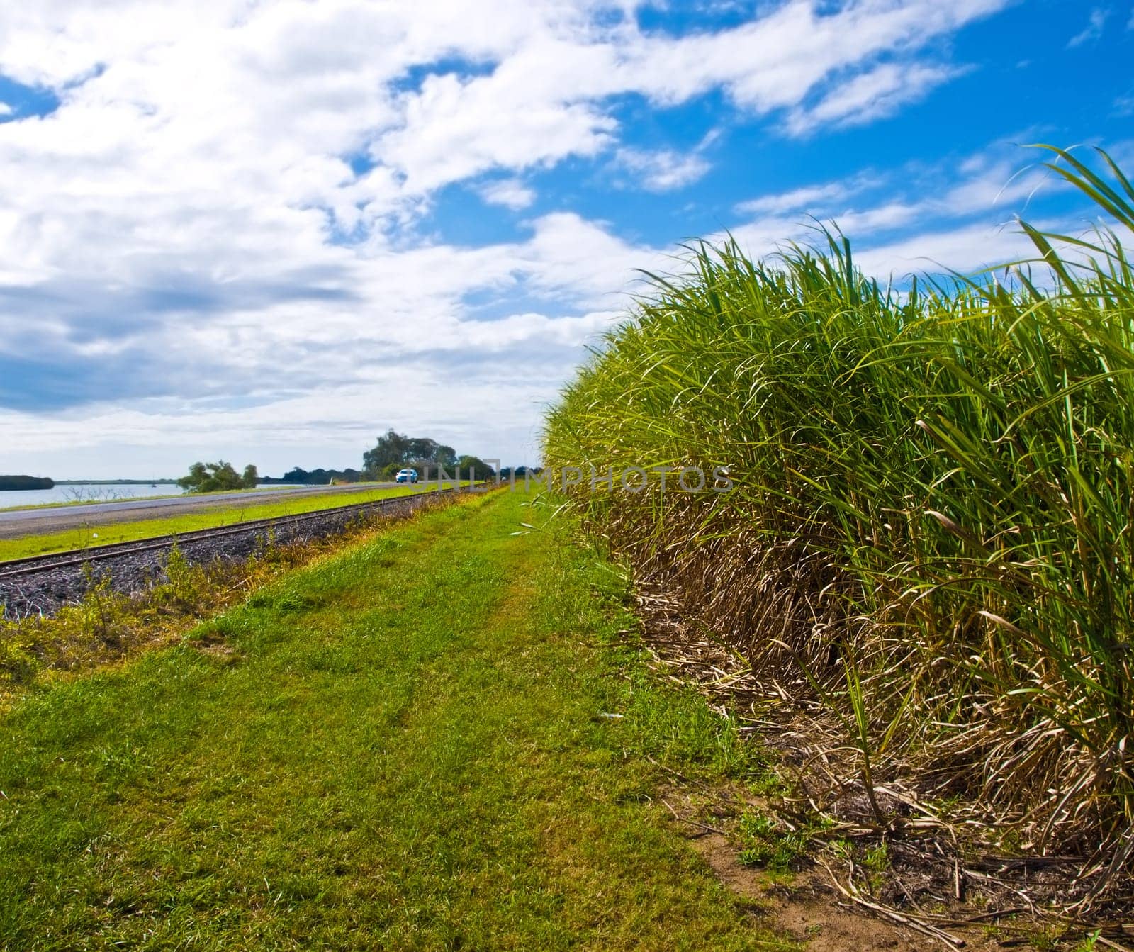 sugar cane used for ethanol biofuel in Australia for clean green fuel