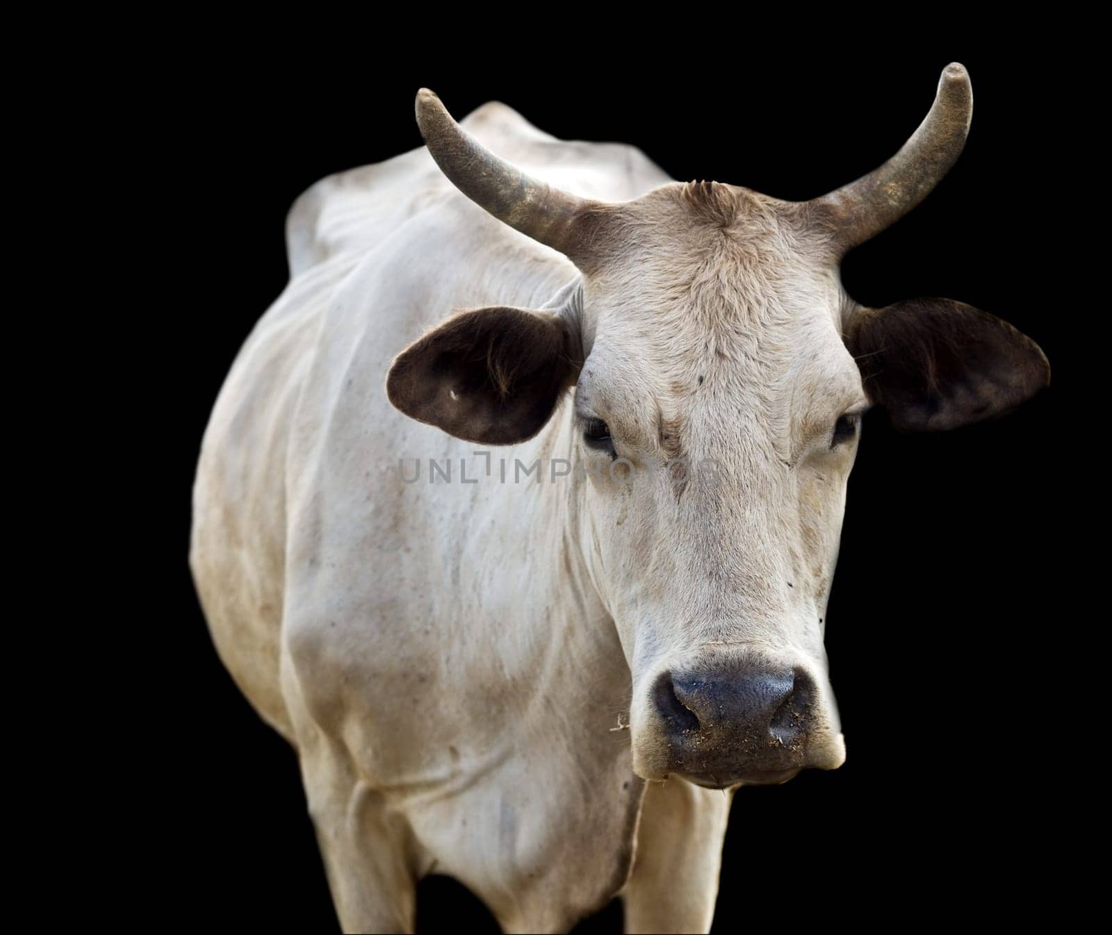 isolated australian cow with horns on black background