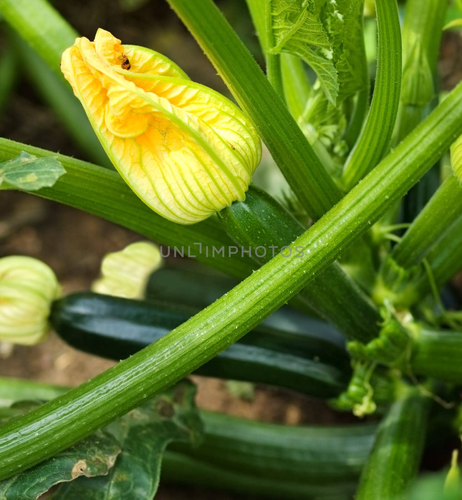 yellow female flower of organic zucchini healthy gardening and healthy lifestyle