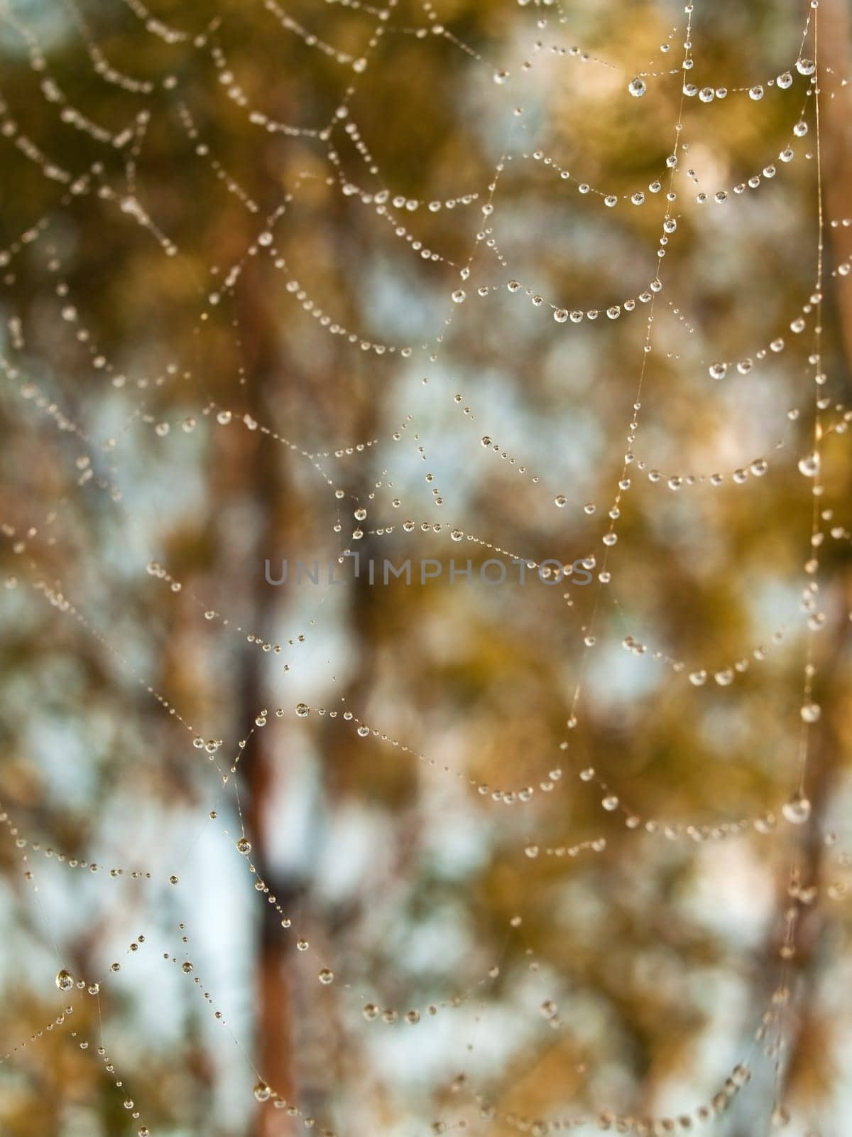 dew drops on spider web spring morning background