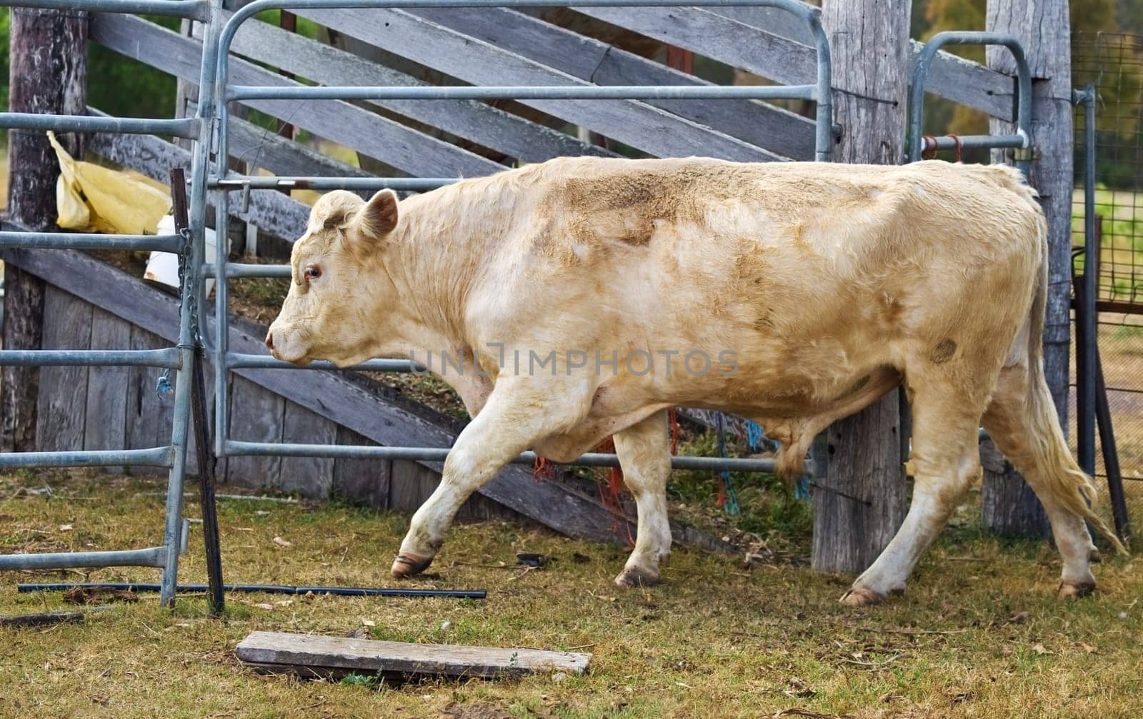 charolais bull beef cattle australian agriculture cow on farm