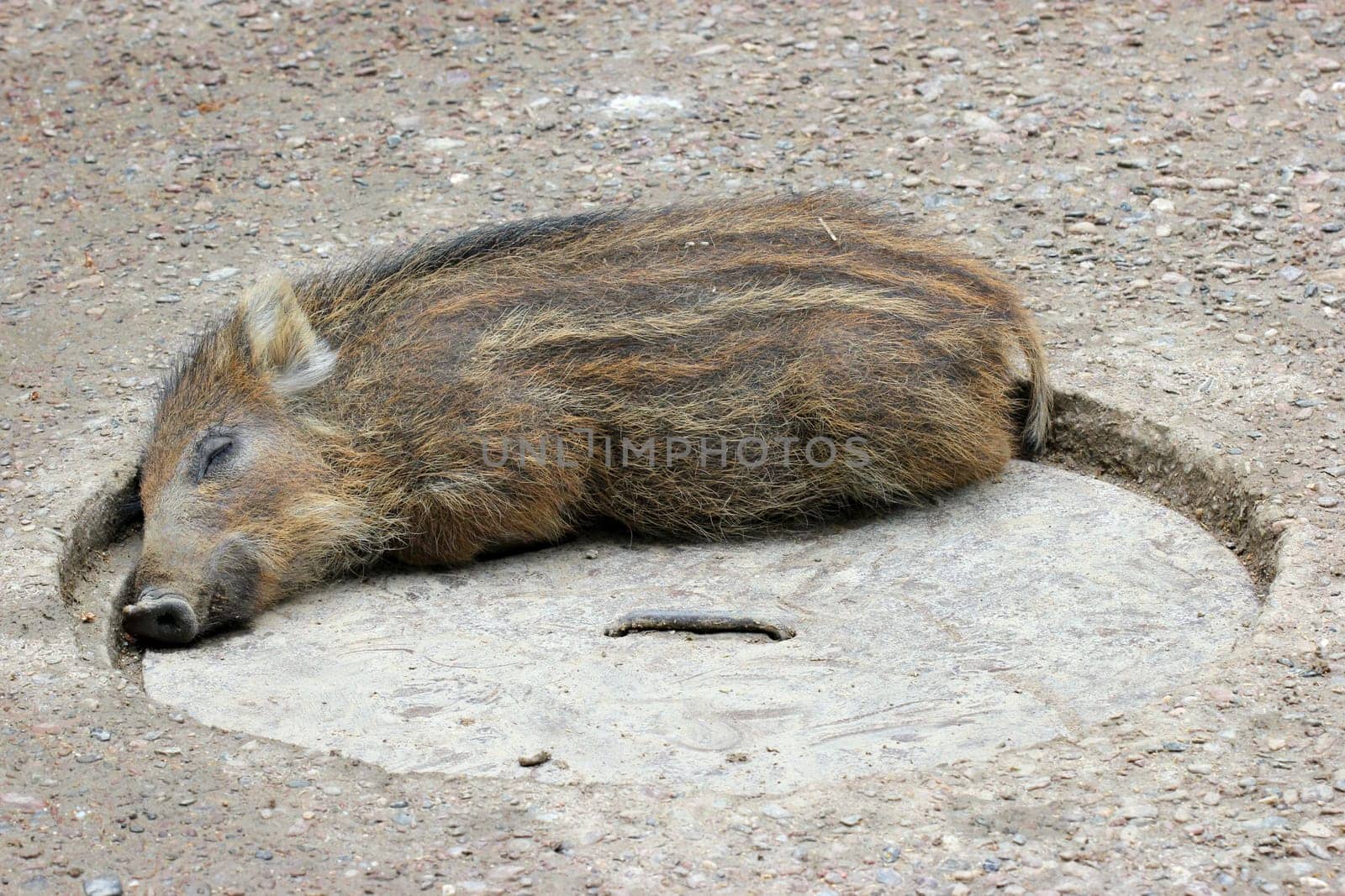 Sleeping piglet at Sababurg Zoo