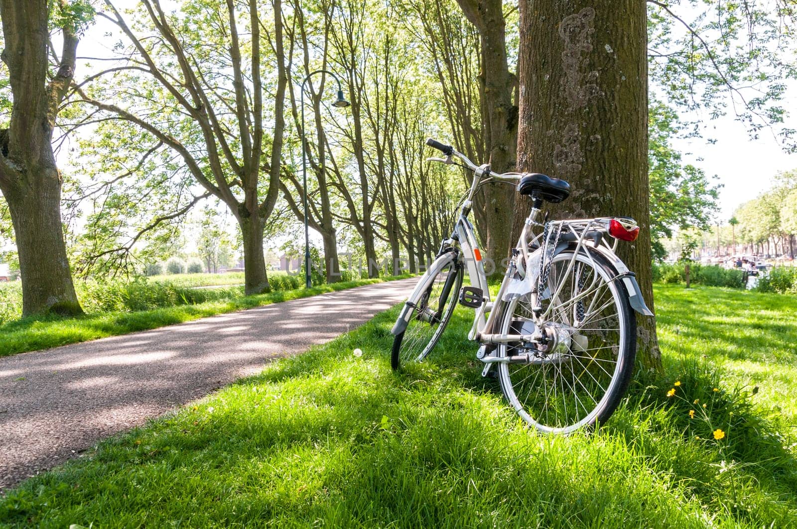 Bicycle leaning against tree in park, with tree lined road in the background.