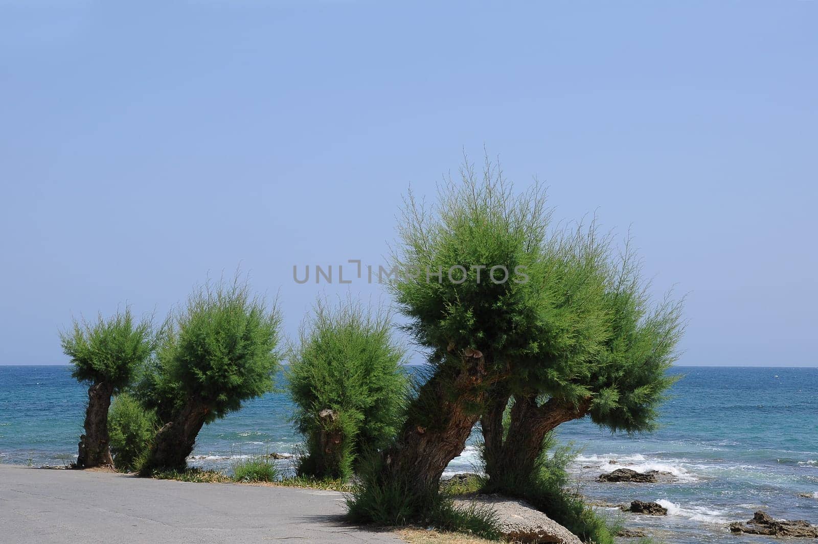 Cedar trees