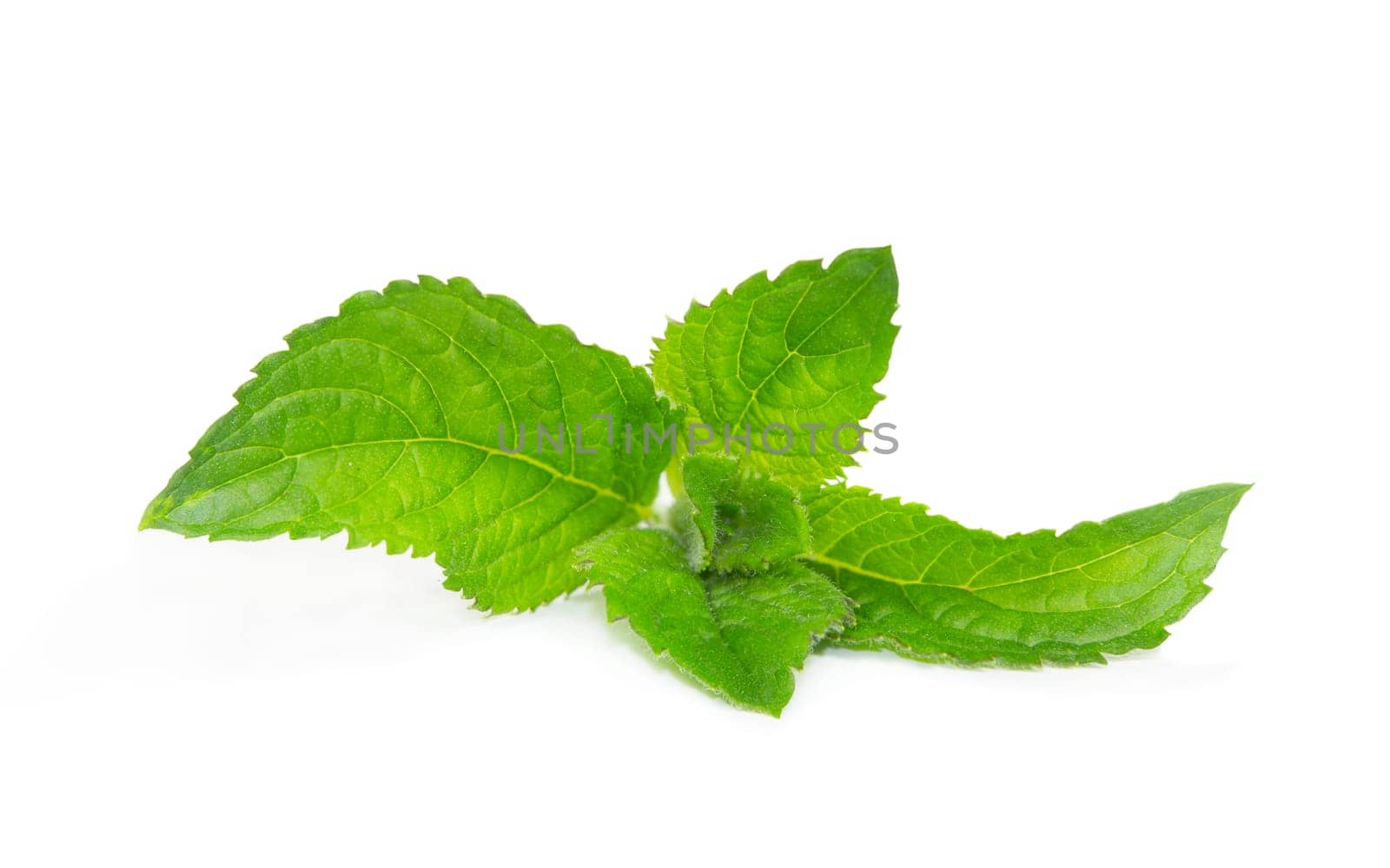 Fresh aromatic mentha or mint leaves for use in cooking, as a herbal tisane, essentail oil or for flavouring