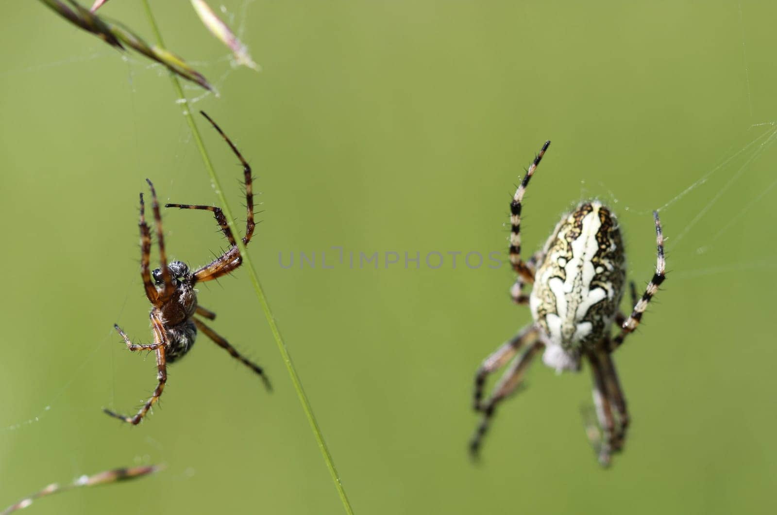 Oakleaf wheel spider with male