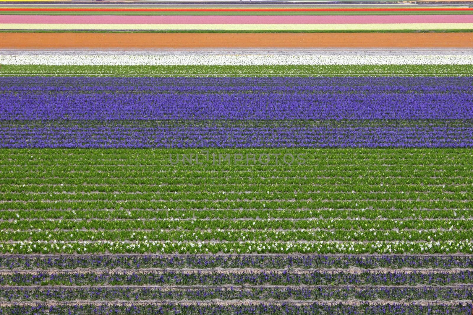 Spring time colorful carpet of tulips and hyacinth in Netherland.