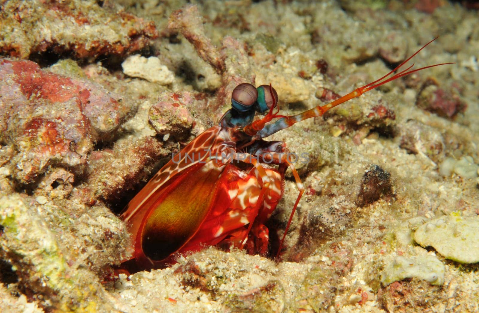 This is a mantis shrimp. The crab has legs on its front legs,with which it can even smash mussel shells! When it strikes,it is one of the fastest movements in the animal kingdom! His eyes are compound eyes with hundreds of