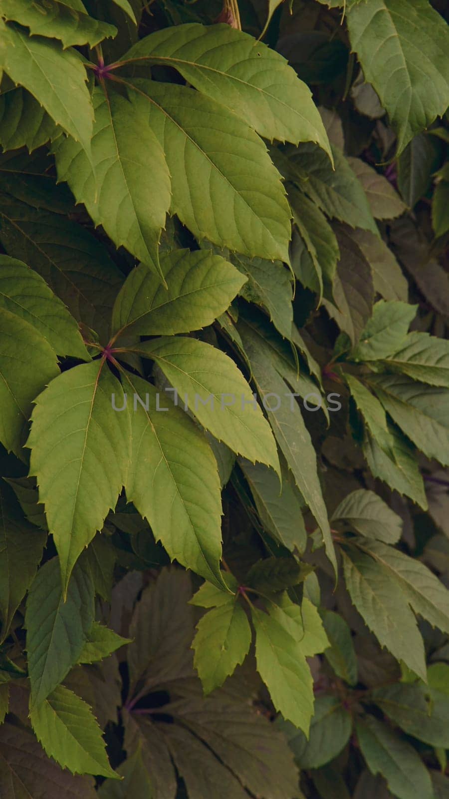 Green grape leaves on the wall close-up. Wild grapes. High quality photo