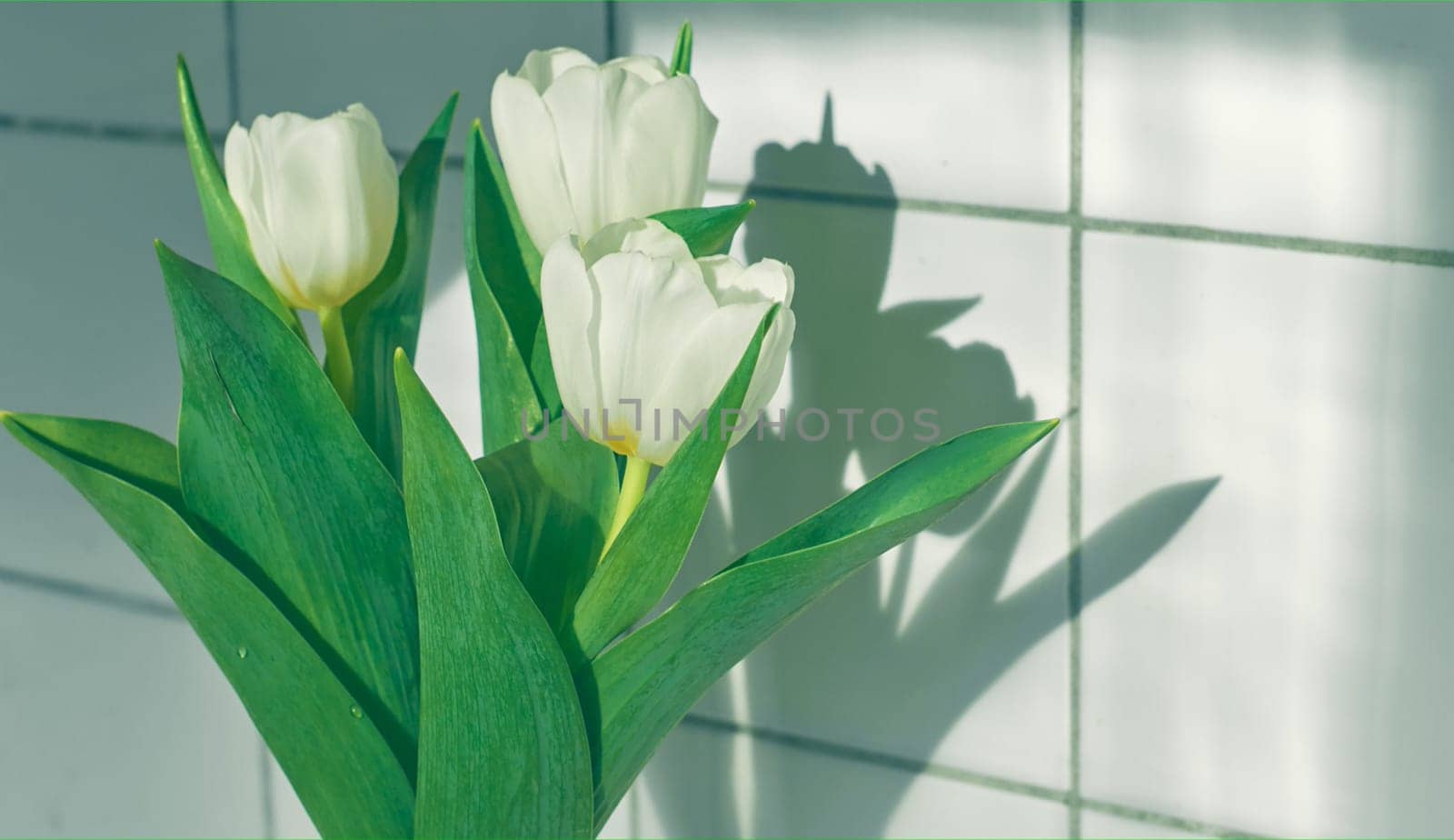 White tulips on a background of white tiles. Beautiful white tulips flowers for the holiday