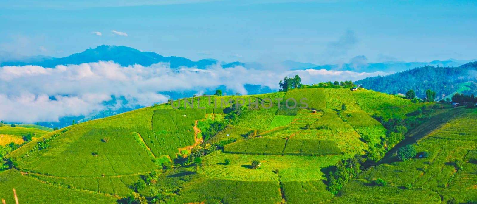 Terraced Rice Field in Chiangmai, Thailand, Pa Pong Piang rice terraces, green rice paddy fields during rain season with mist an fog in the mountains