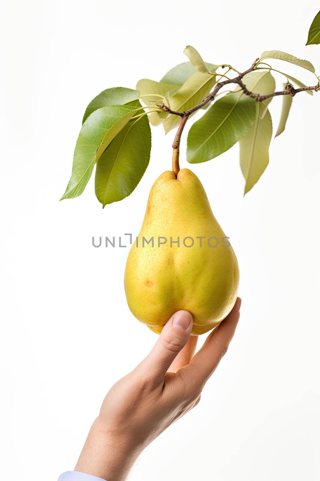 Hand picking up a lemon from a tree isolated on white background. Choosing a ripe lemon from a tree in studio shot.