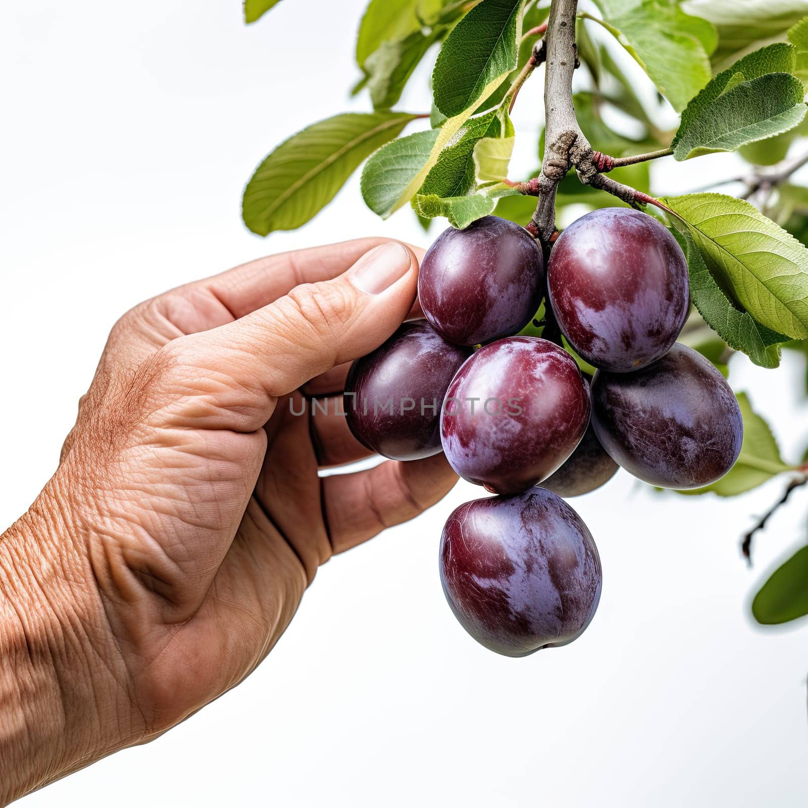 Hand picking up ripe red grapes from a tree isolated on white background. Studio shot.