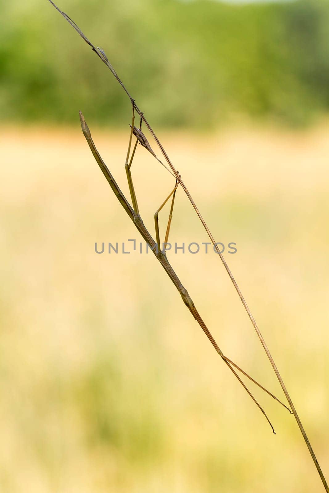Walking stick, Phasmatodea. Insect photographed in their natural habitat