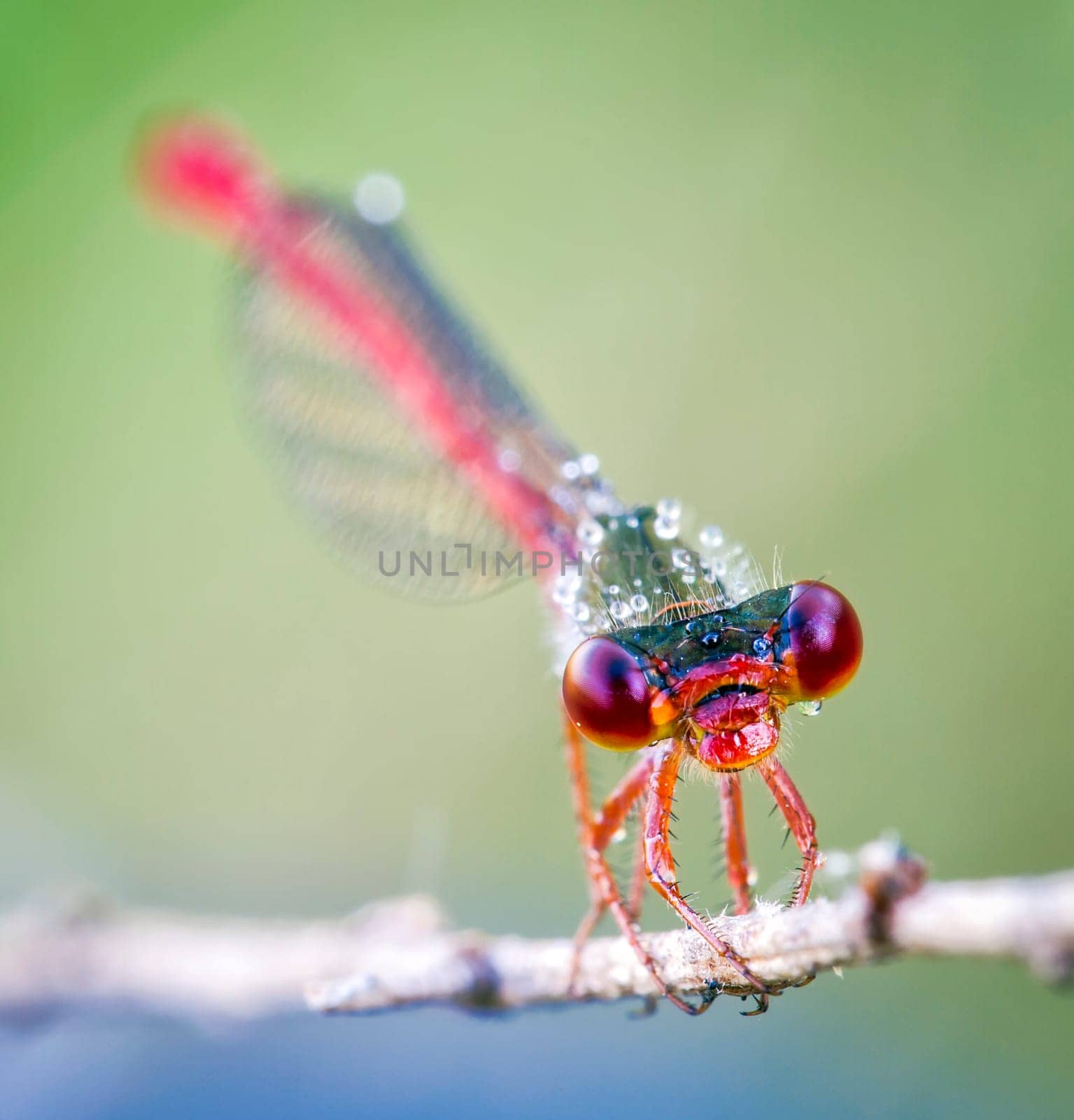 Close up shot of a dragon fly Close up shot of a dragon fly