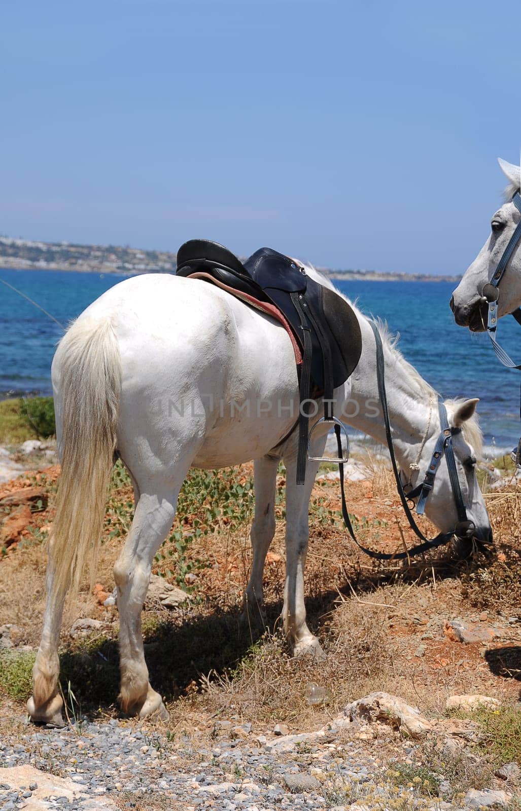 Horses