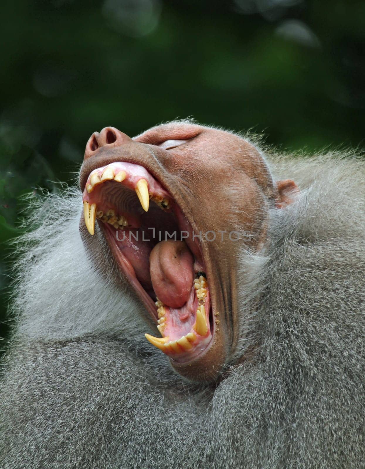 Baboon