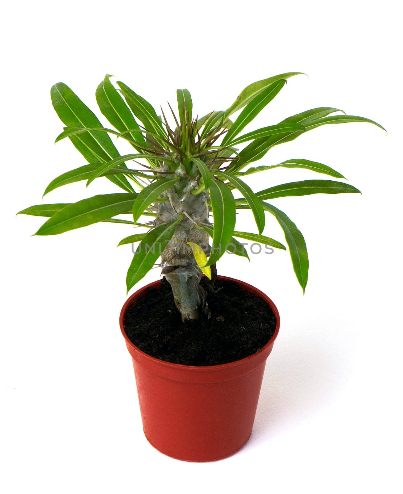 Poinsettia flower in a pot, isolated on white background