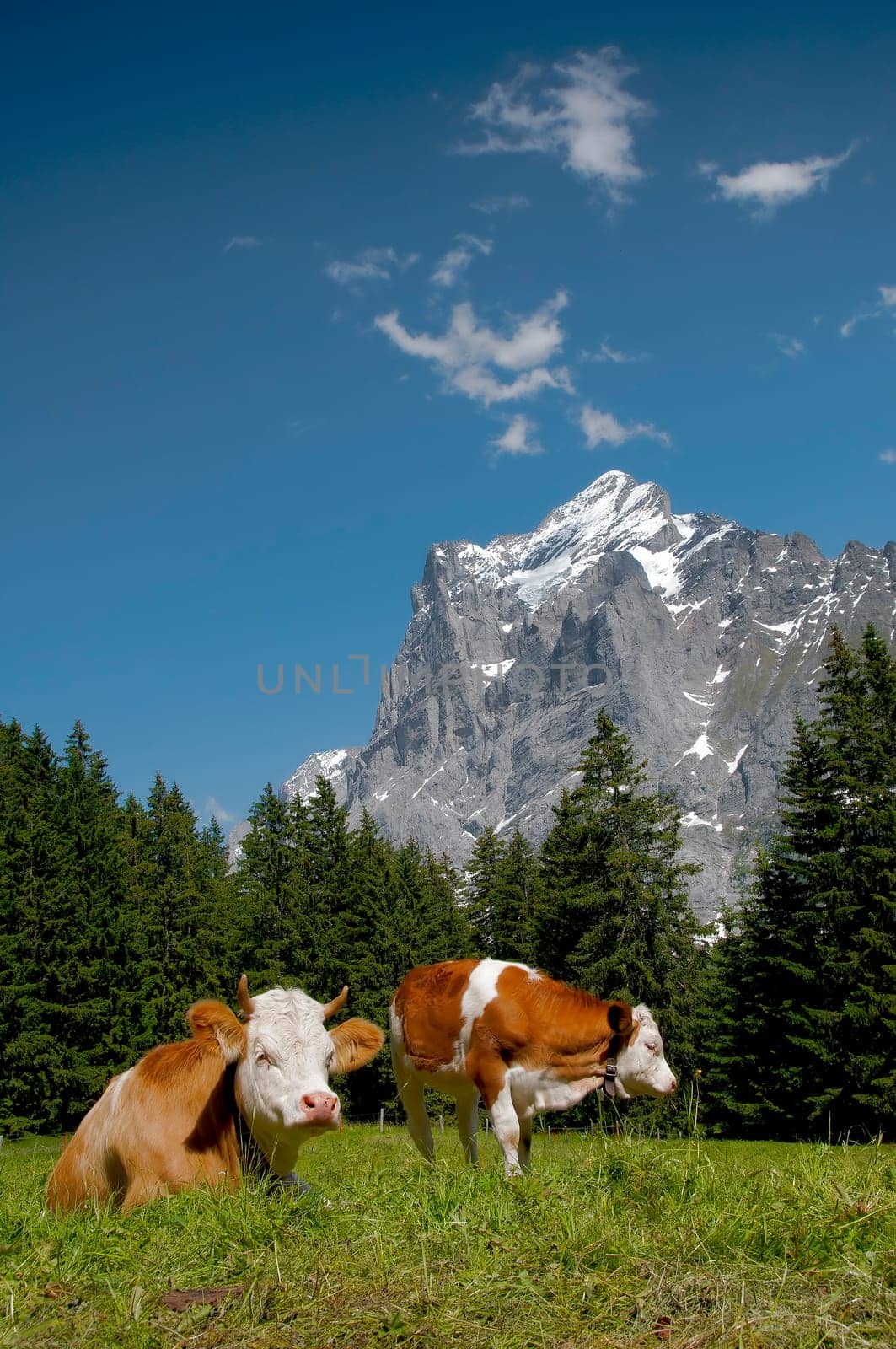 Mountain cows off Wetterhorn