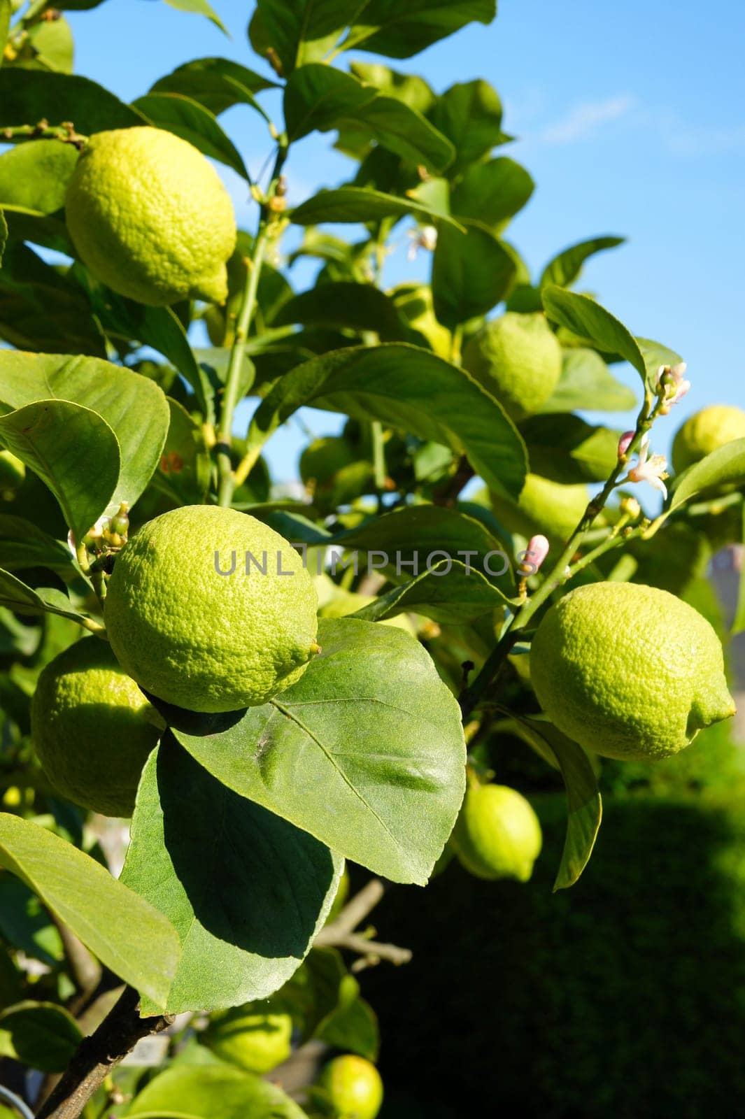 Lemon