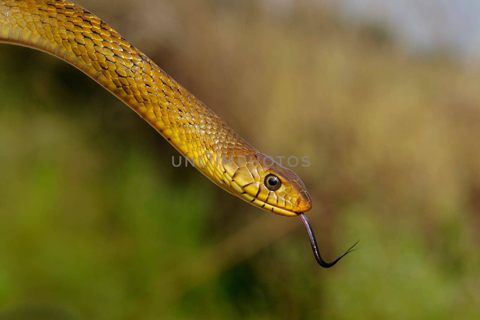 A rat snake isolated against a natural background