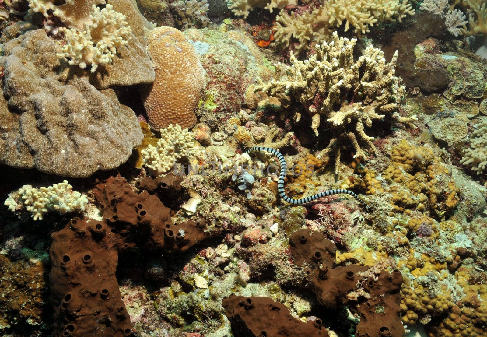 The extremely venomous black-and-white banded sea snake searches for small fish in the coral reef