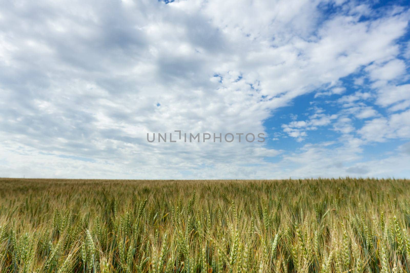 Wheat,landscape from the field with sky and clouds