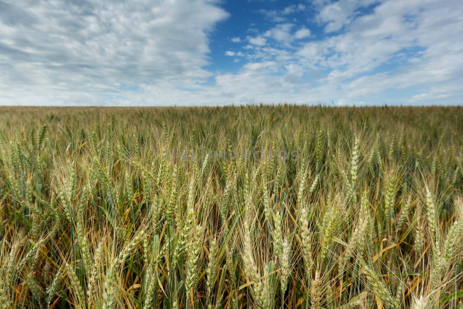 Wheat,landscape from the field with sky and clouds