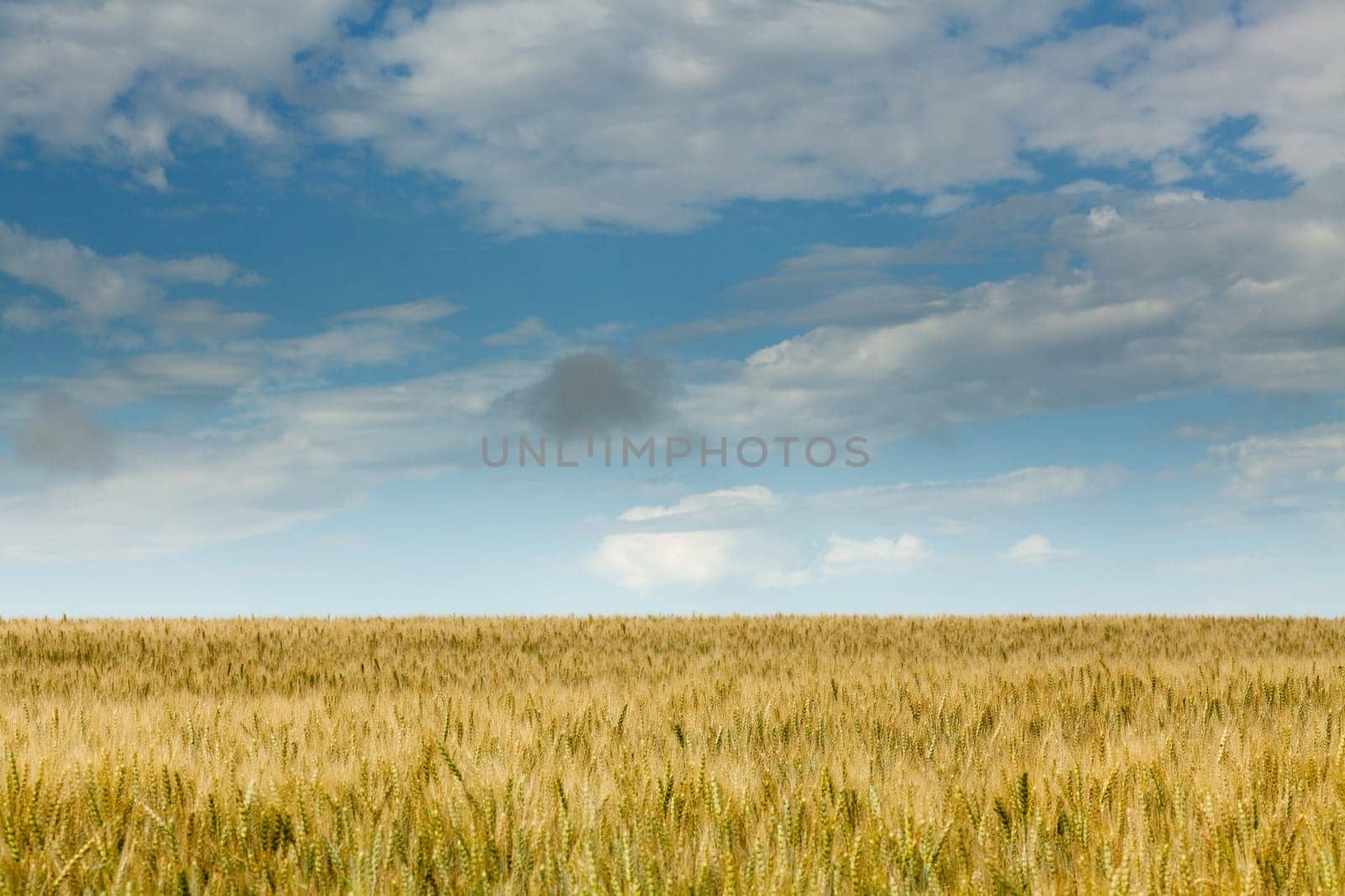 Wheat,landscape from the field with sky and clouds