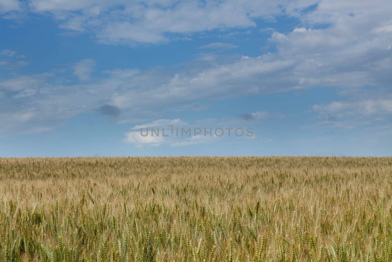 Wheat,landscape from the field with sky and clouds