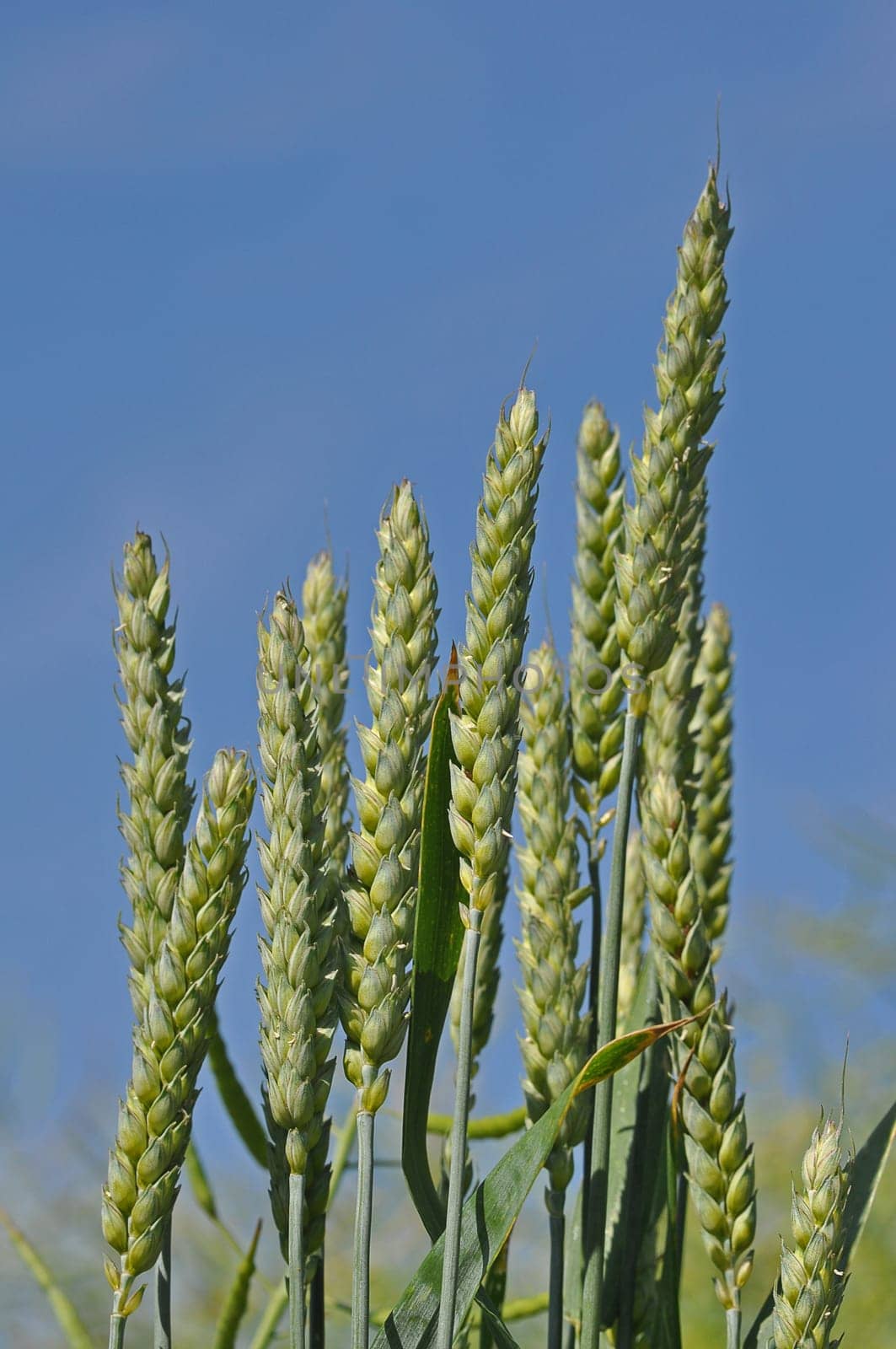 Wheat