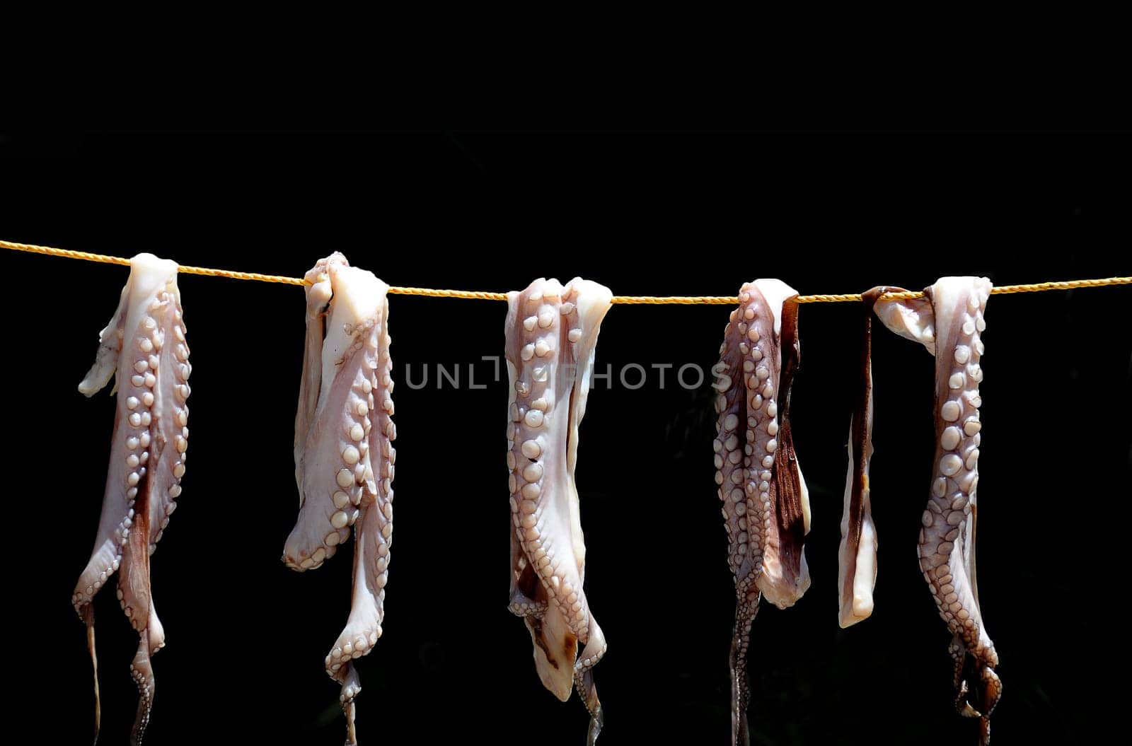 Squids