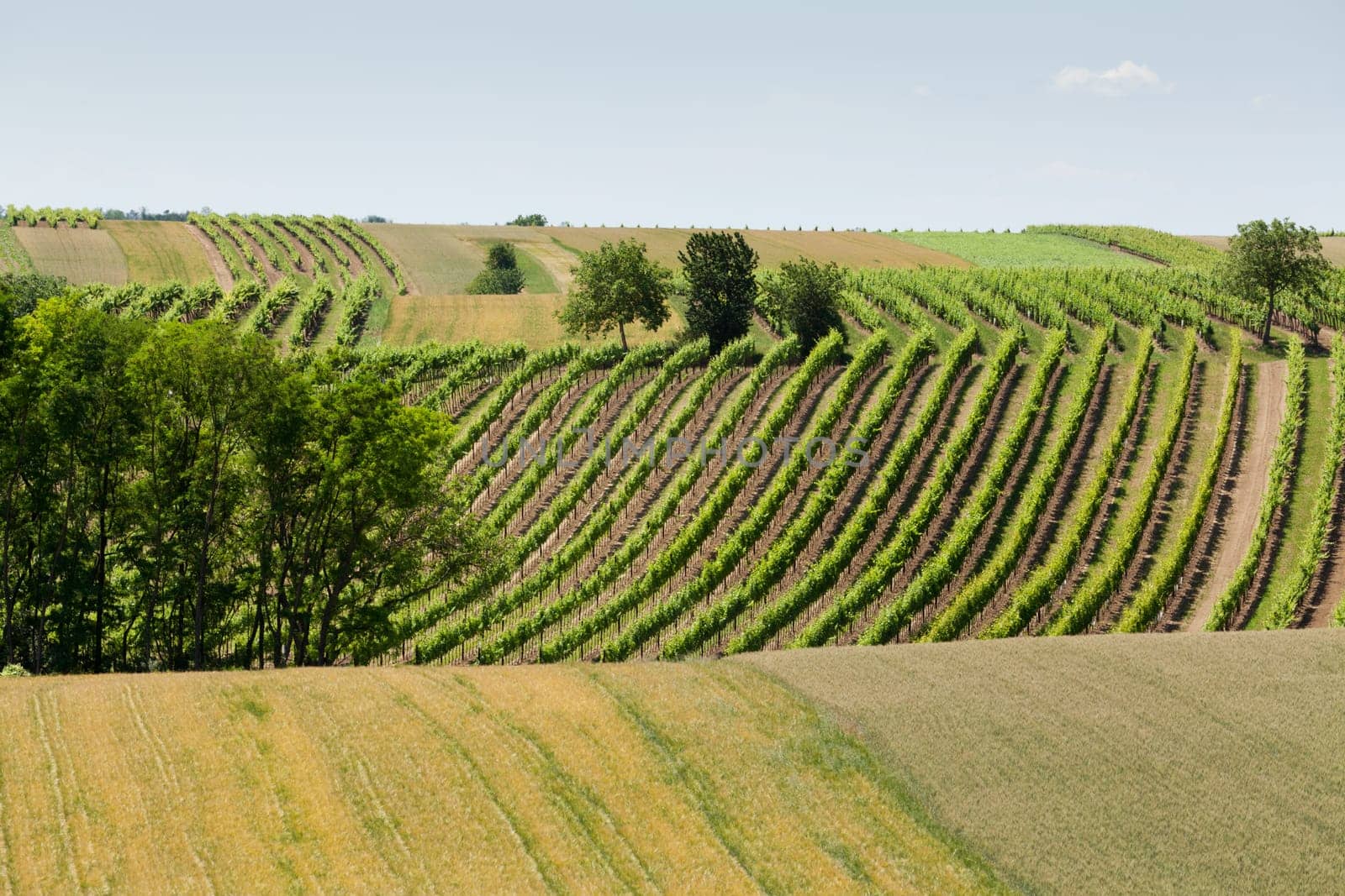 Landscape with vineyards,agriculture with field and meadow