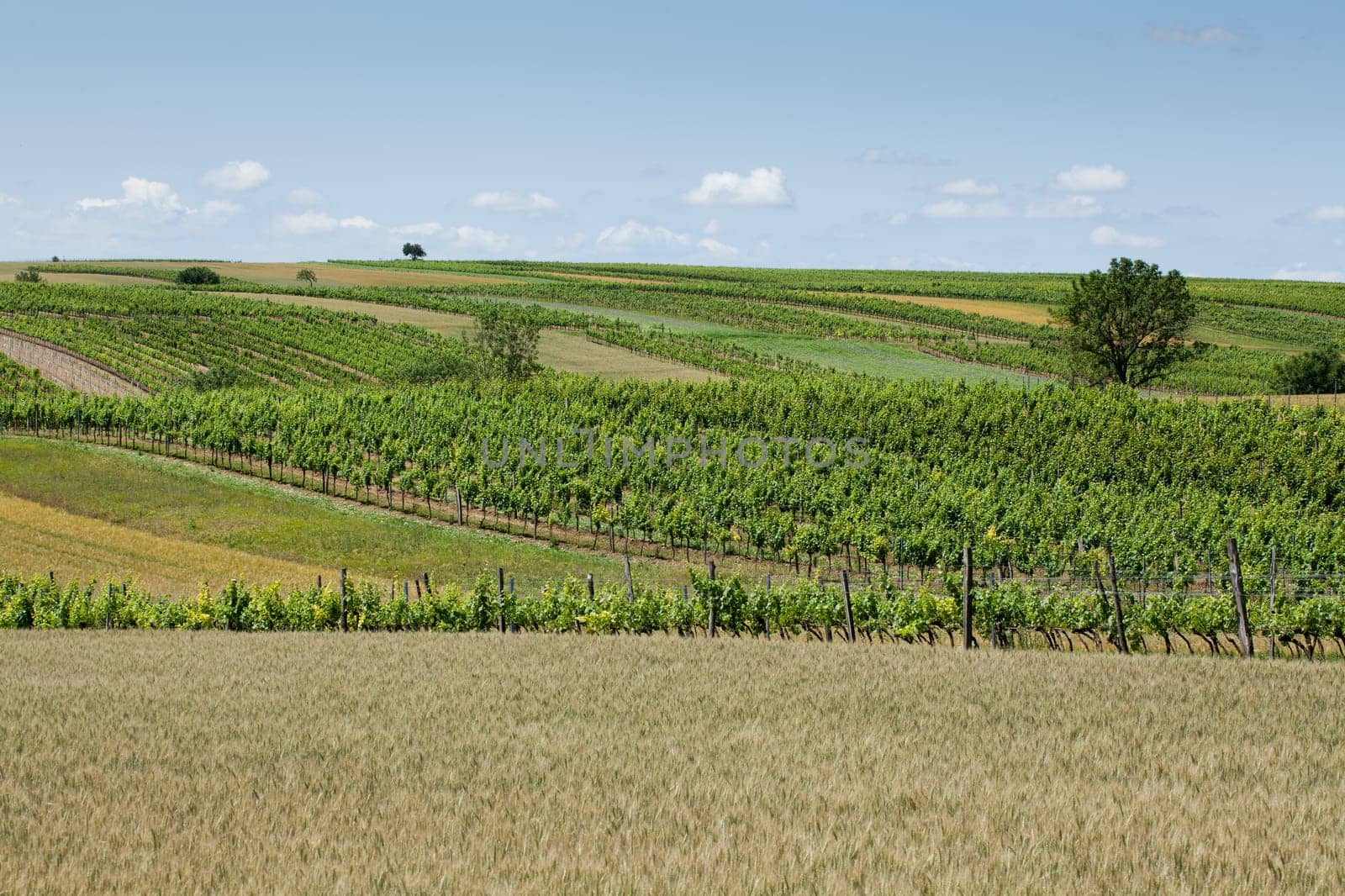 Landscape with vineyards,agriculture with field and meadow