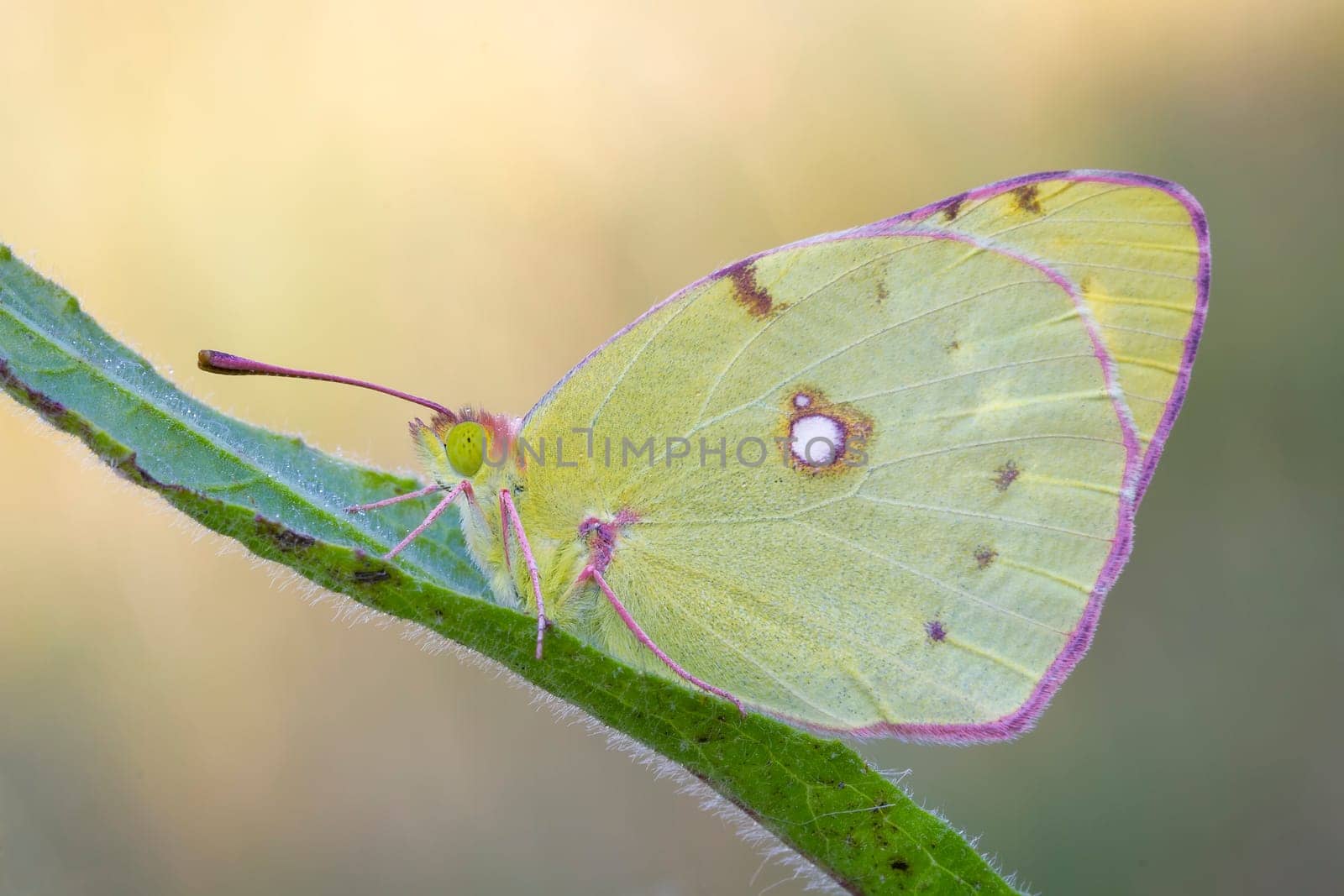 butterfly lemon female Gonepteryx cleopatra