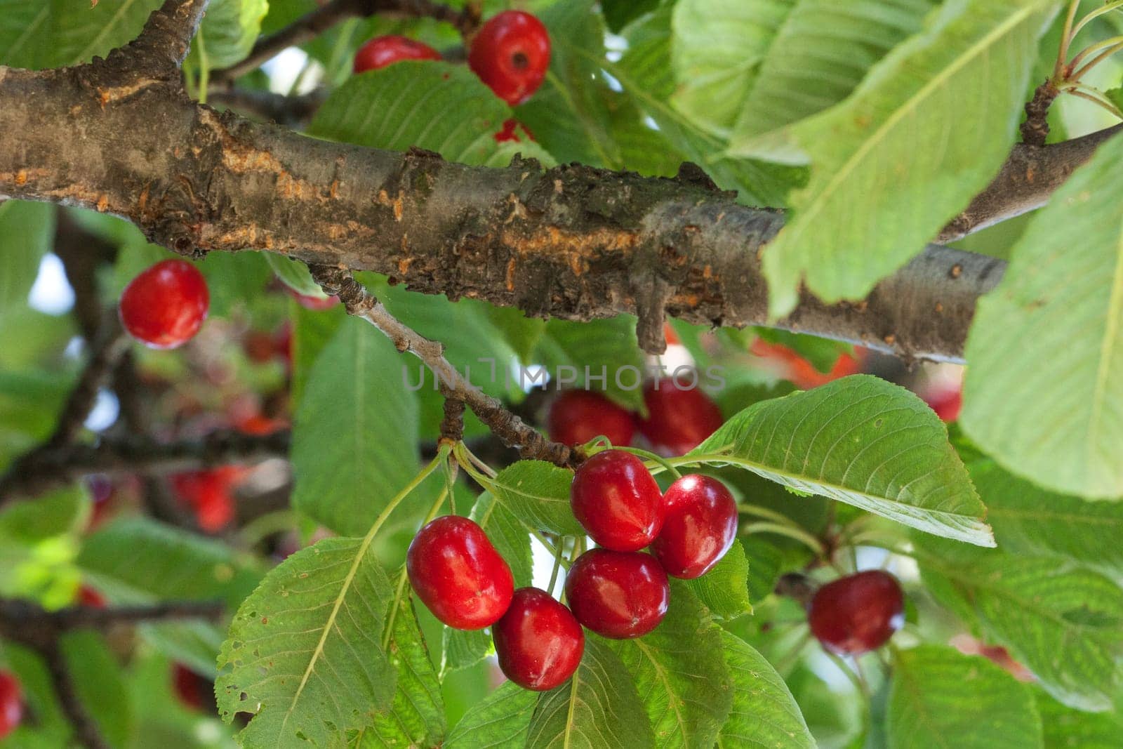 Red cherries,ripe fruit on tree in nature