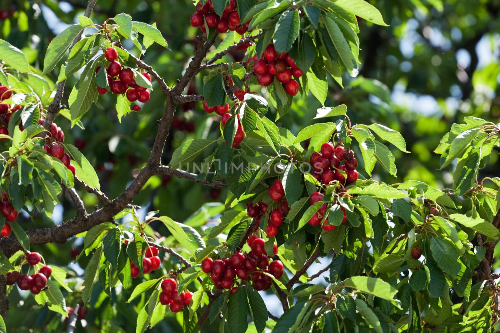 Red cherries,ripe fruit on tree in nature