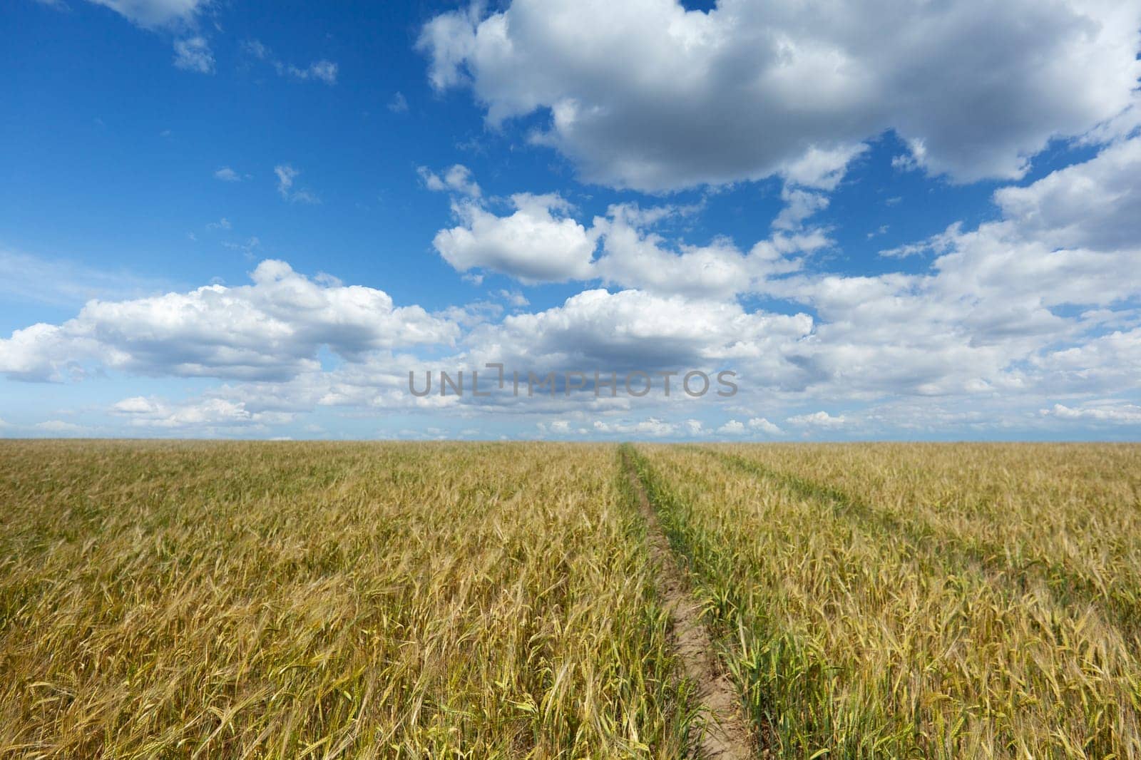 Agriculture,wheat field with furrow,horizon and cumulus clouds