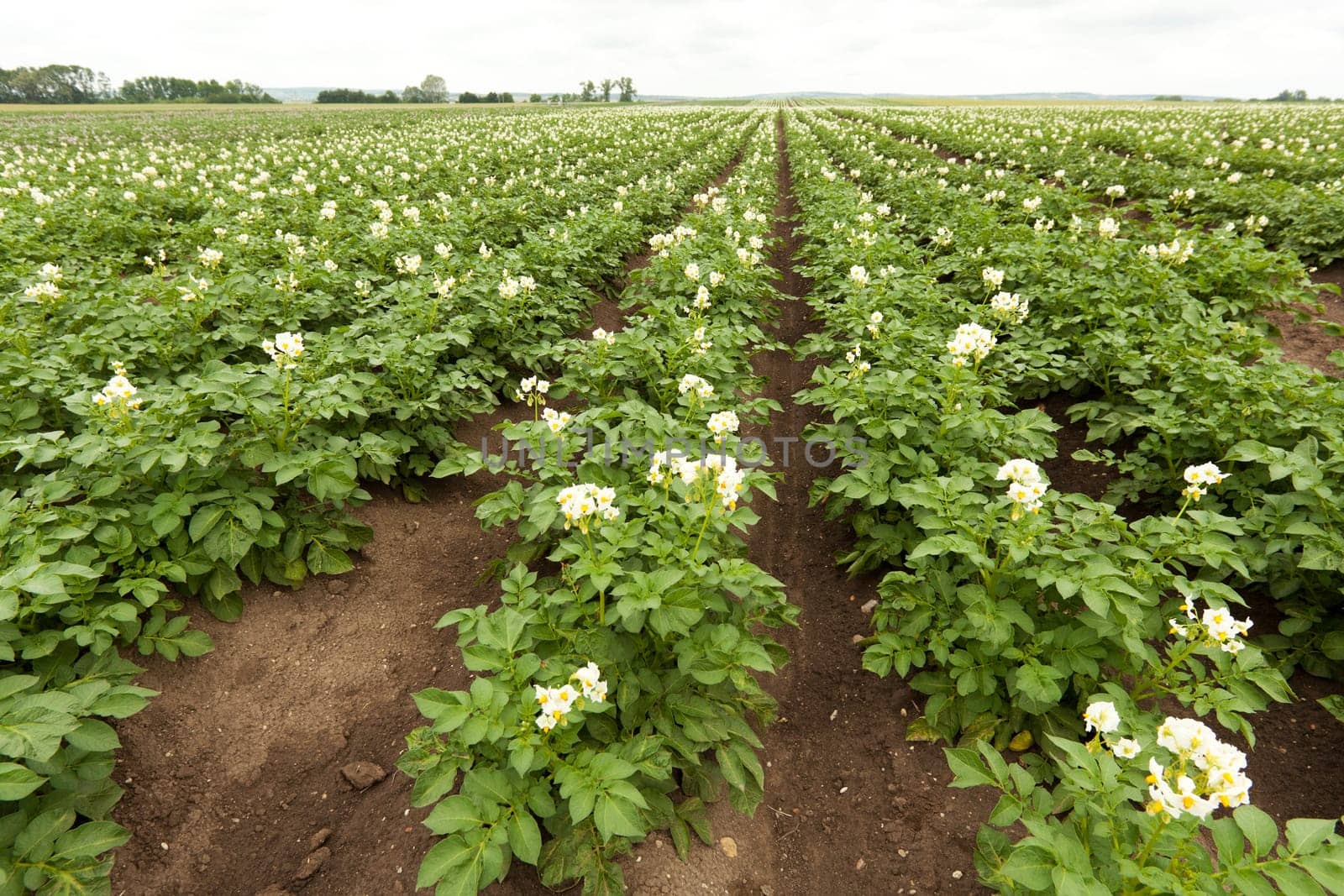 Potato field,agriculture with plants on the field