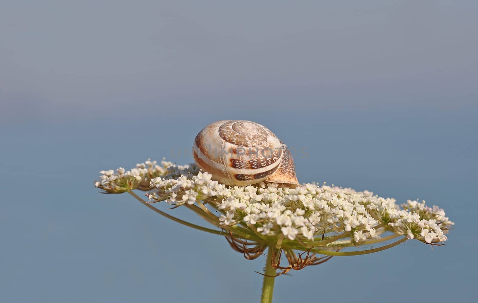 Snail on flower