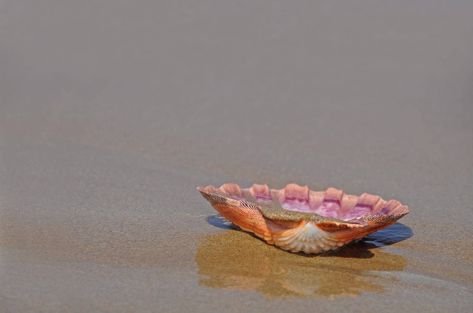Shell