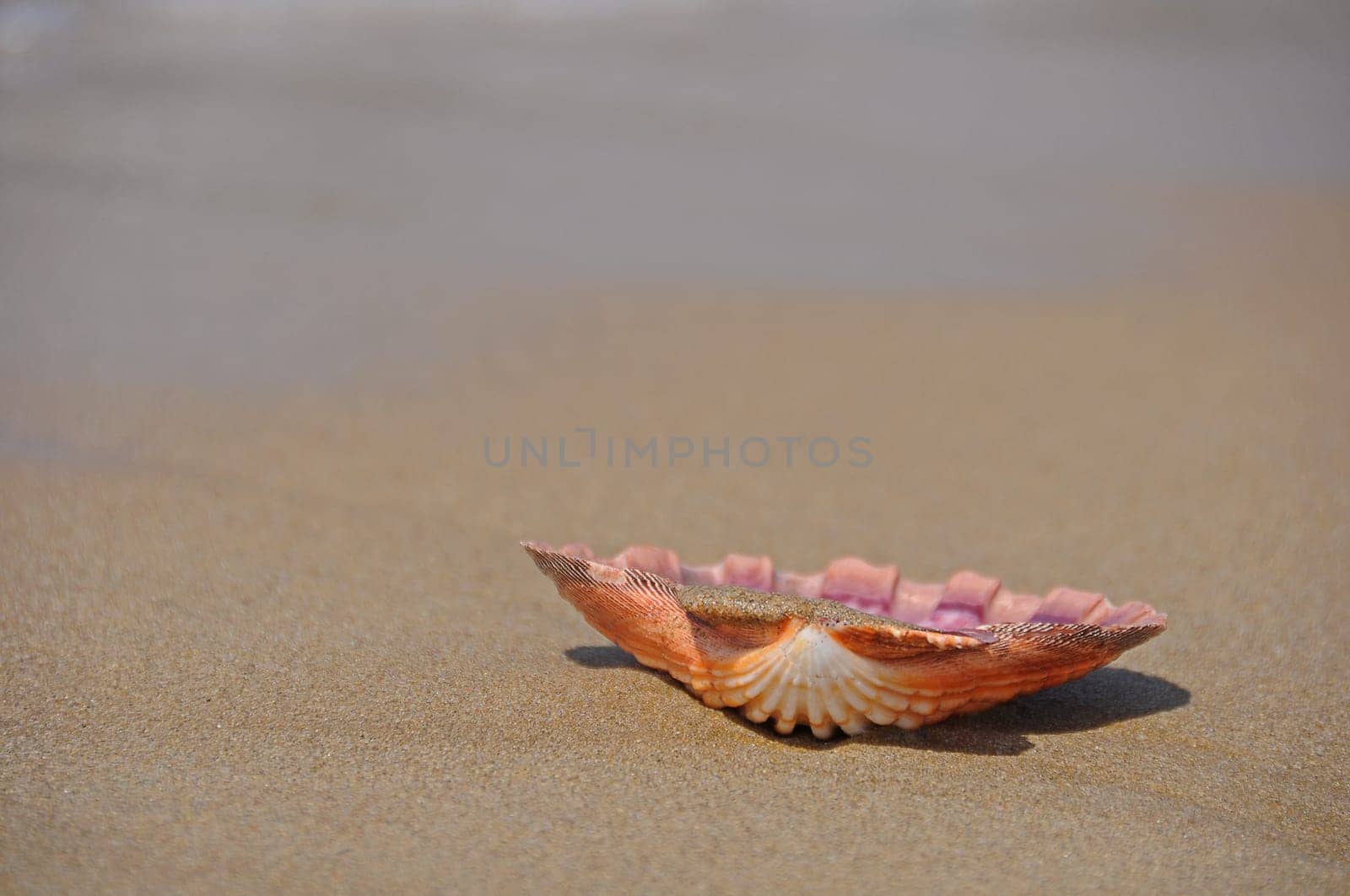 Shell