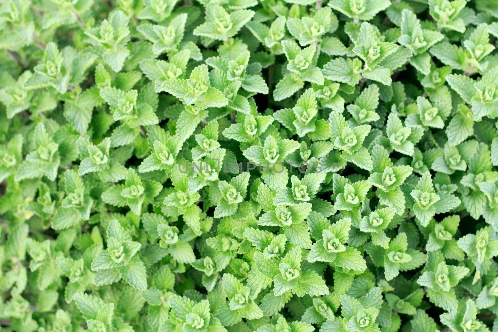 Close up background of mint plant leaves growing outside in the morning.