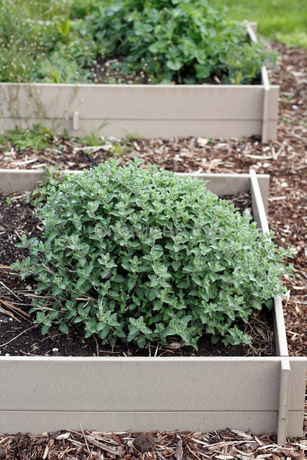 Bunch of mint plants growing in a raised garden bed outside on a spring morning.